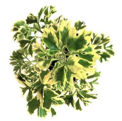 2" Aralia Snowflake
